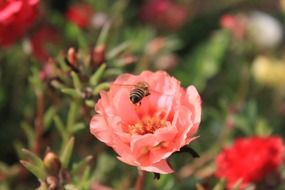 Bee in Flight above pink Flower