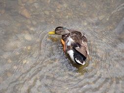 Mallard Duck stands in clear water