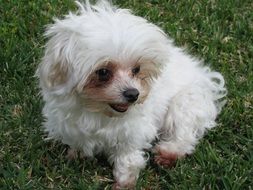 cute fluffy white Puppy dog on green grass