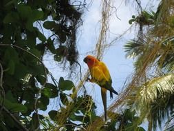 Colorful parrot in Maldives