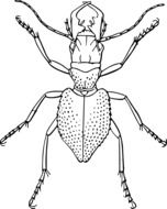 black and white drawing of a tiger beetle