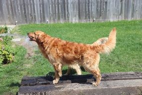 golden retriever drinking water