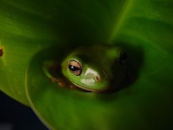tiny frog sitting on a leaf Closeup