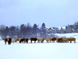 distant view of a herd of cows on a snowy field