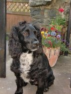 black cocker spaniel on the porch of the house