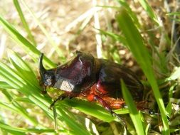 brown beetle