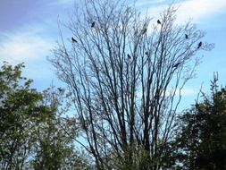 many ravens on a bare tree