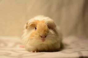 beige fluffy guinea pig