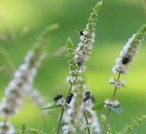 macro photo of growing flowers in a field