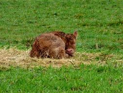 Little Calf