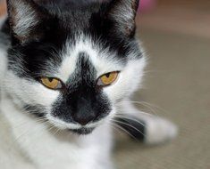 Portrait of black and white kitty