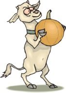 Pumpkin Crazy Goat drawing
