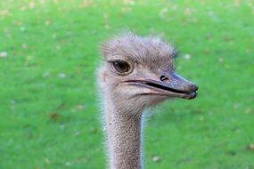 head of a gray ostrich close up