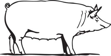 Farm Pig Animal outline sketch