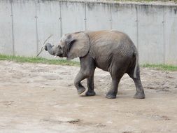 baby elephant with stick