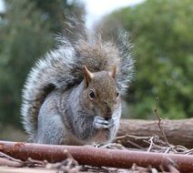 grey squirrel in wildlife