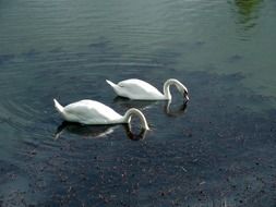 delightfully gentle Swans