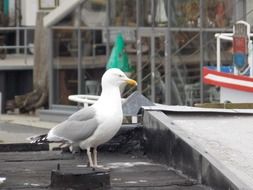 White and grey seagull in the port