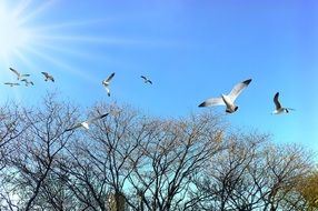 Tropical birds in the blue sky in the park