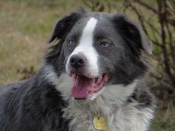 black and white australian shepherd dog on the street