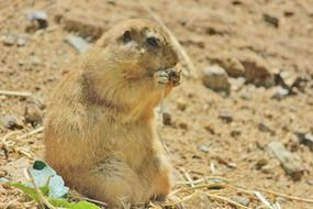 prairie dog nibbles a blade of grass