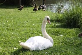 white swan and ducks on the lake
