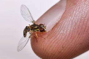 Close-up of the colorful insect on a finger