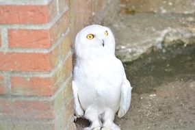 Snowy owl in wildlife