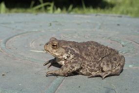 dark frog close-up