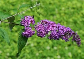 Purple butterfly bush