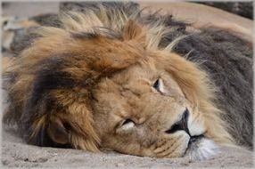 lion with a fluffy mane lies at the zoo