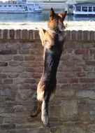 German shepherd jumps on the wall