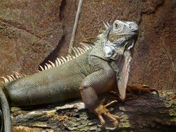 iguana near the cliff