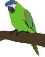green parrot as a graphic image