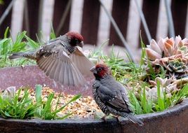 photo of garden birds in the flowerbed