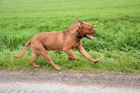 Photo of Bordeaux dog running