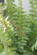 mantis on a green plant