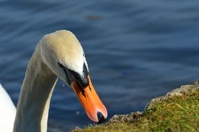 white swan near the shore