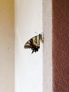 butterfly dovetail on the wall