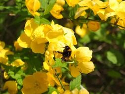 bee on a yellow flowering plant