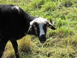 attractive Sheep Grazing