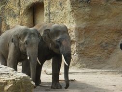 Wild Young Elephants in the zoo