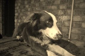 Sepia photo of a collie dog