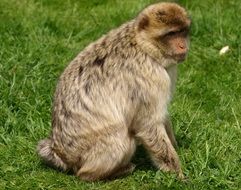 Beautiful and cute barbary ape on the grass