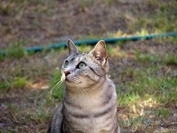 Cat sitting on a grass