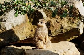 funny meerkat sitting on the rock