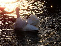 Swan in the lake at sunset