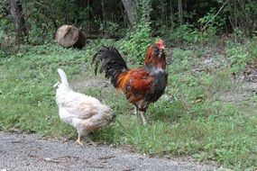 white color chicken and rooster