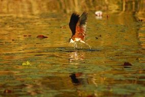 Colorful and beautiful Jesus bird flies over the water in Botswana