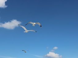 Gull birs in flight